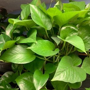 Meet your Posher, Nelly